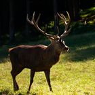 Ein einsamer König ...