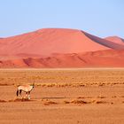 Ein einsamer Oryx in der Wüste