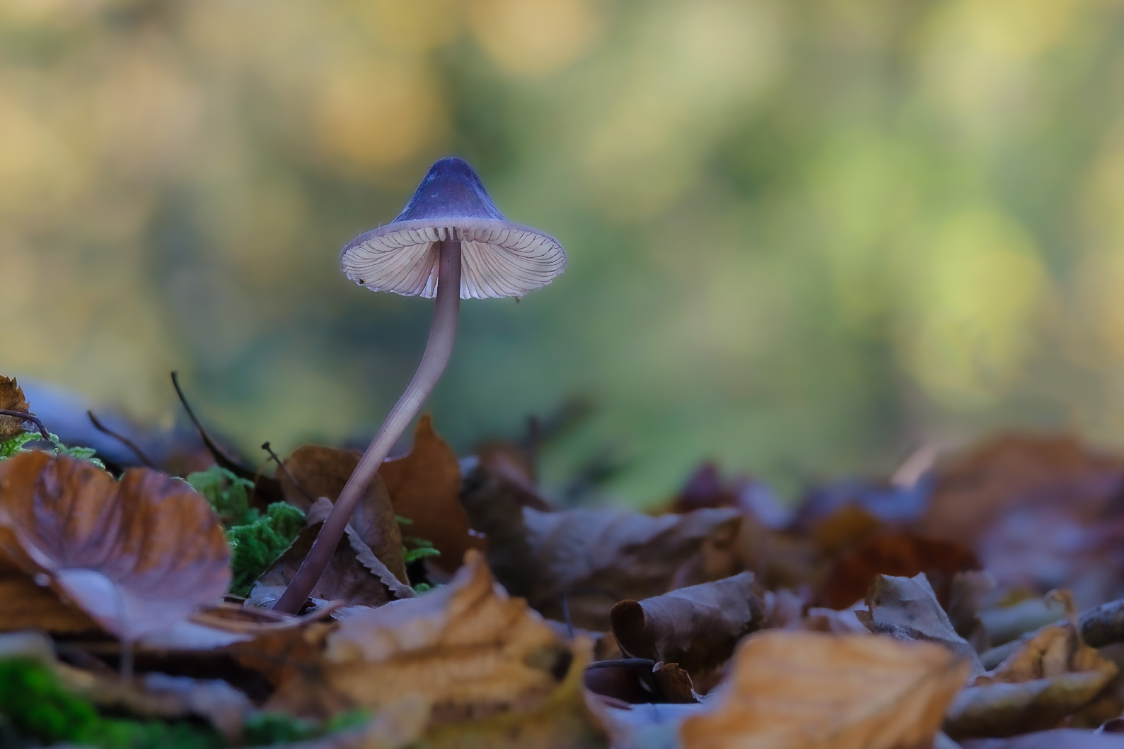 Ein einsamer Pilz …