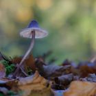 Ein einsamer Pilz …