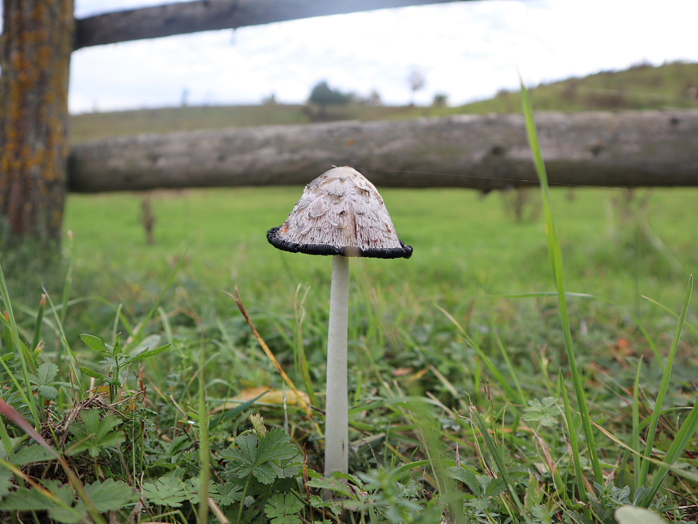 Ein einsamer Pilz auf einer Kuhweide