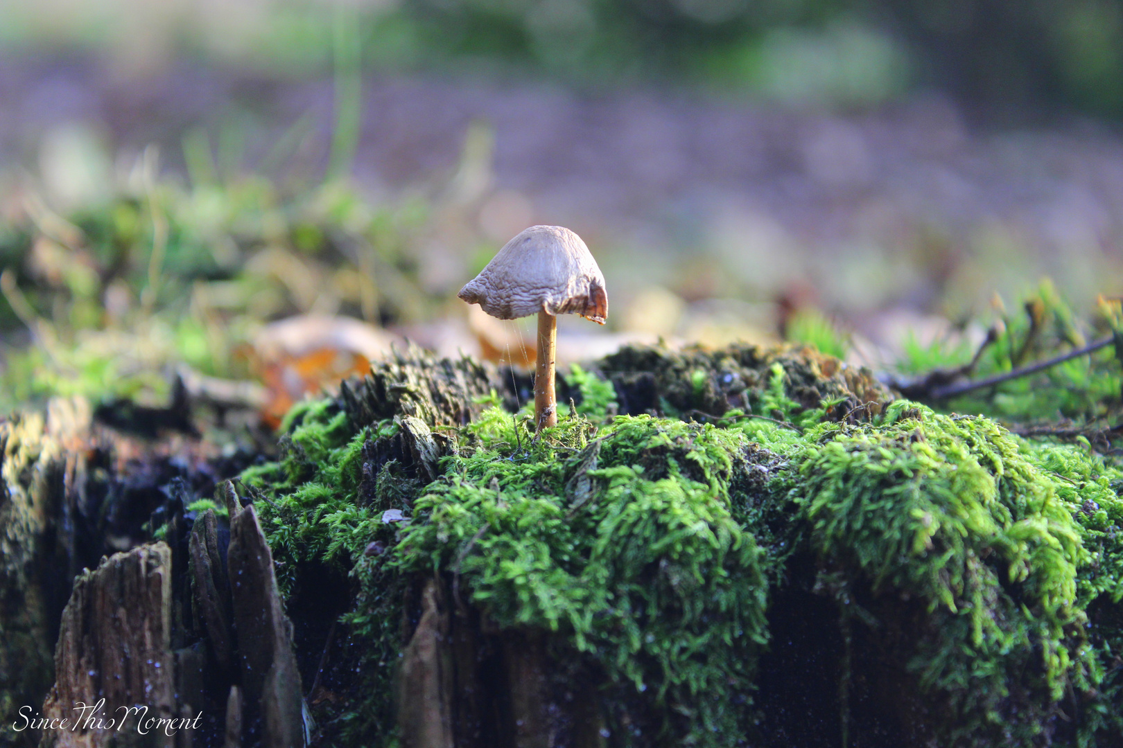 Ein einsamer Pilz