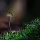 Ein einsamer Pilz