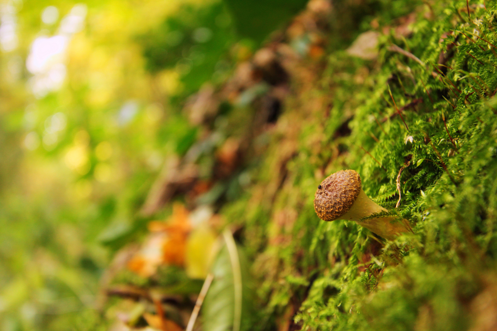 Ein einsamer Pilz