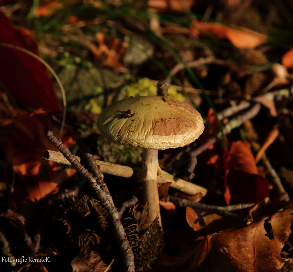 Ein einsamer Pilz im Herbstlaub