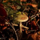 Ein einsamer Pilz im Herbstlaub