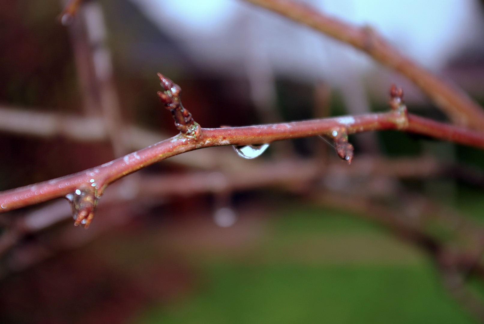 Ein einsamer Regentropfen im Herbst