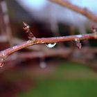 Ein einsamer Regentropfen im Herbst