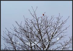 Ein einsamer roter Federball...