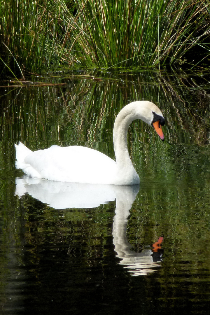 ein einsamer Schwan.....