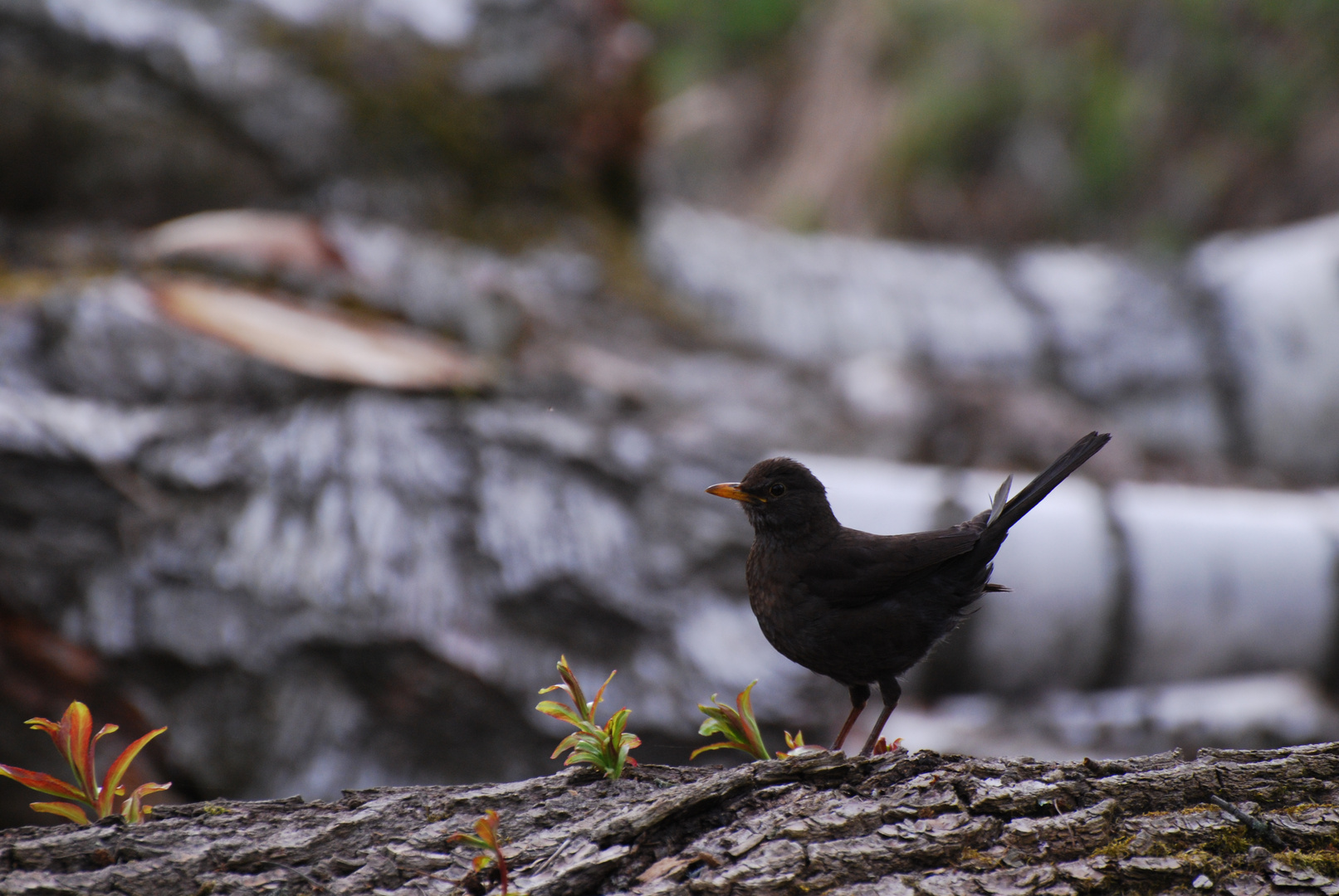 ein einsamer Vogel, allein im Wald