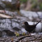 ein einsamer Vogel, allein im Wald