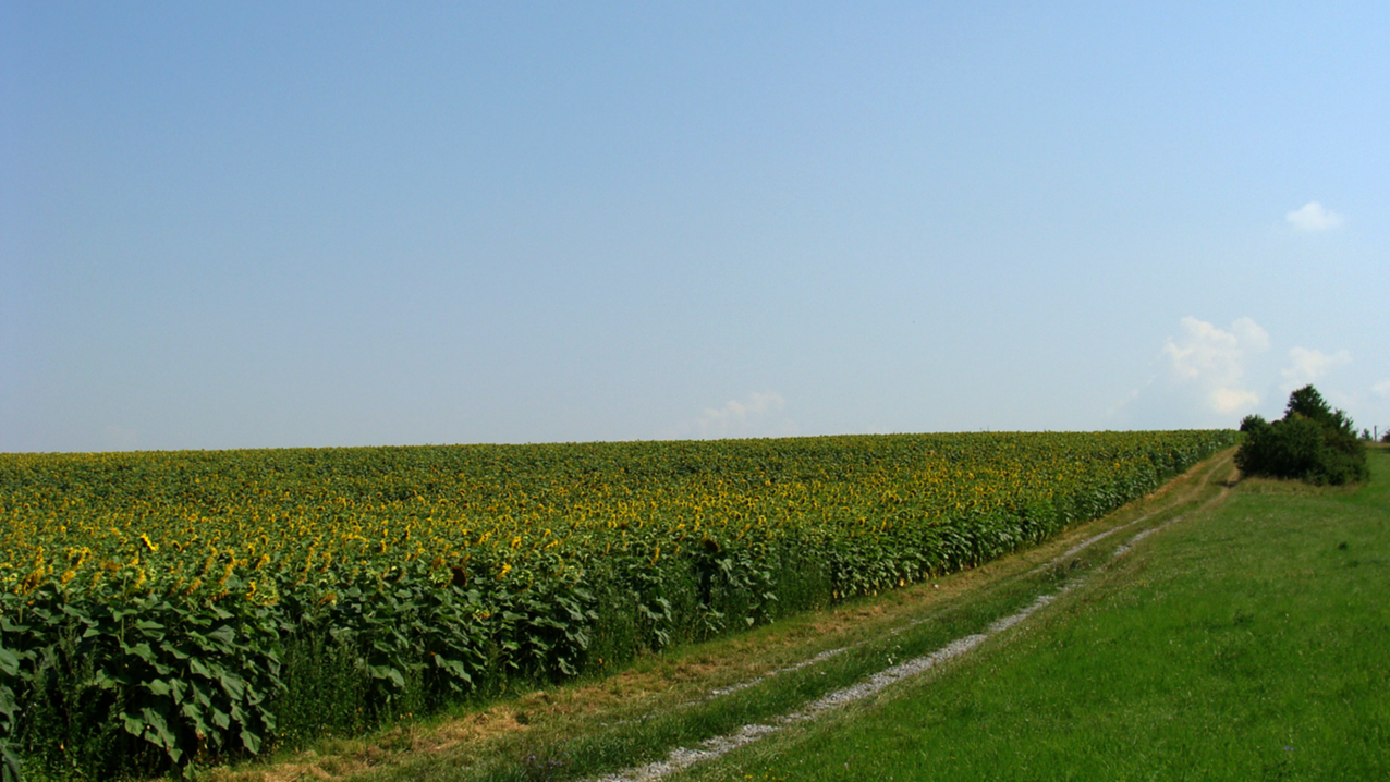 Ein einsamer Weg..