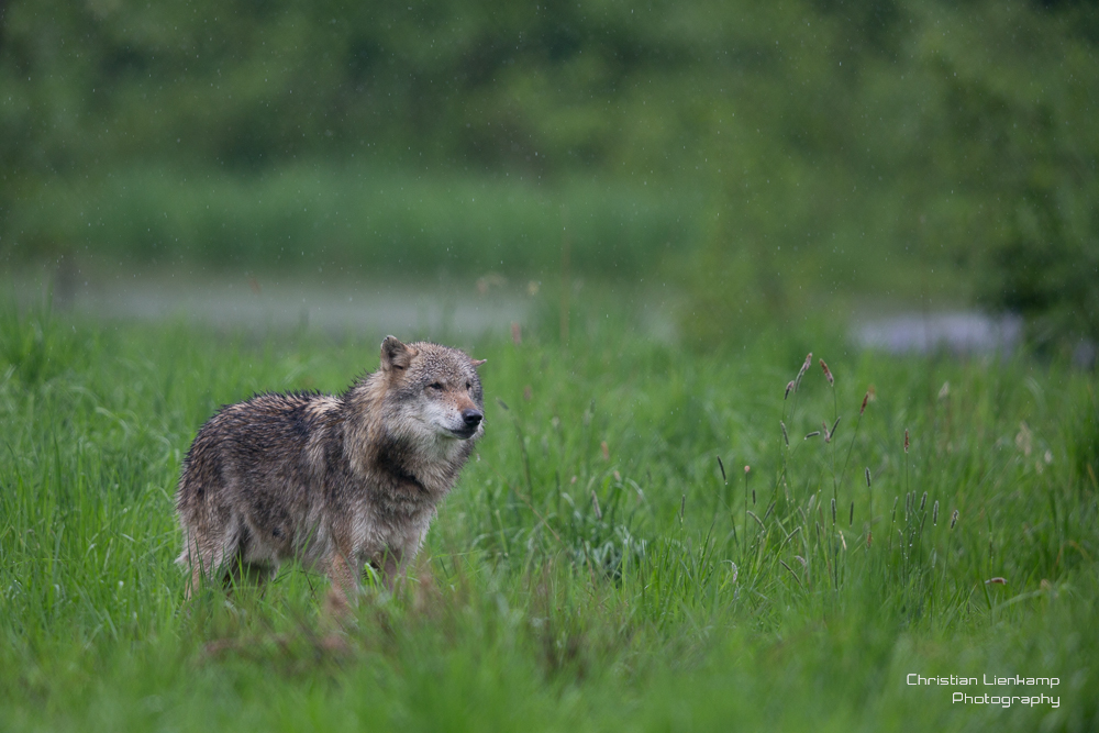 ein einsamer Wolf