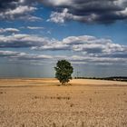 Ein einsames Bäumchen auf dem Feld