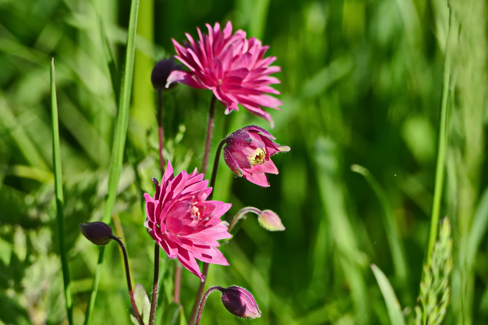 ein einsames Blümchen auf einer großen Wiese