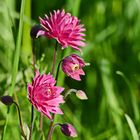 ein einsames Blümchen auf einer großen Wiese