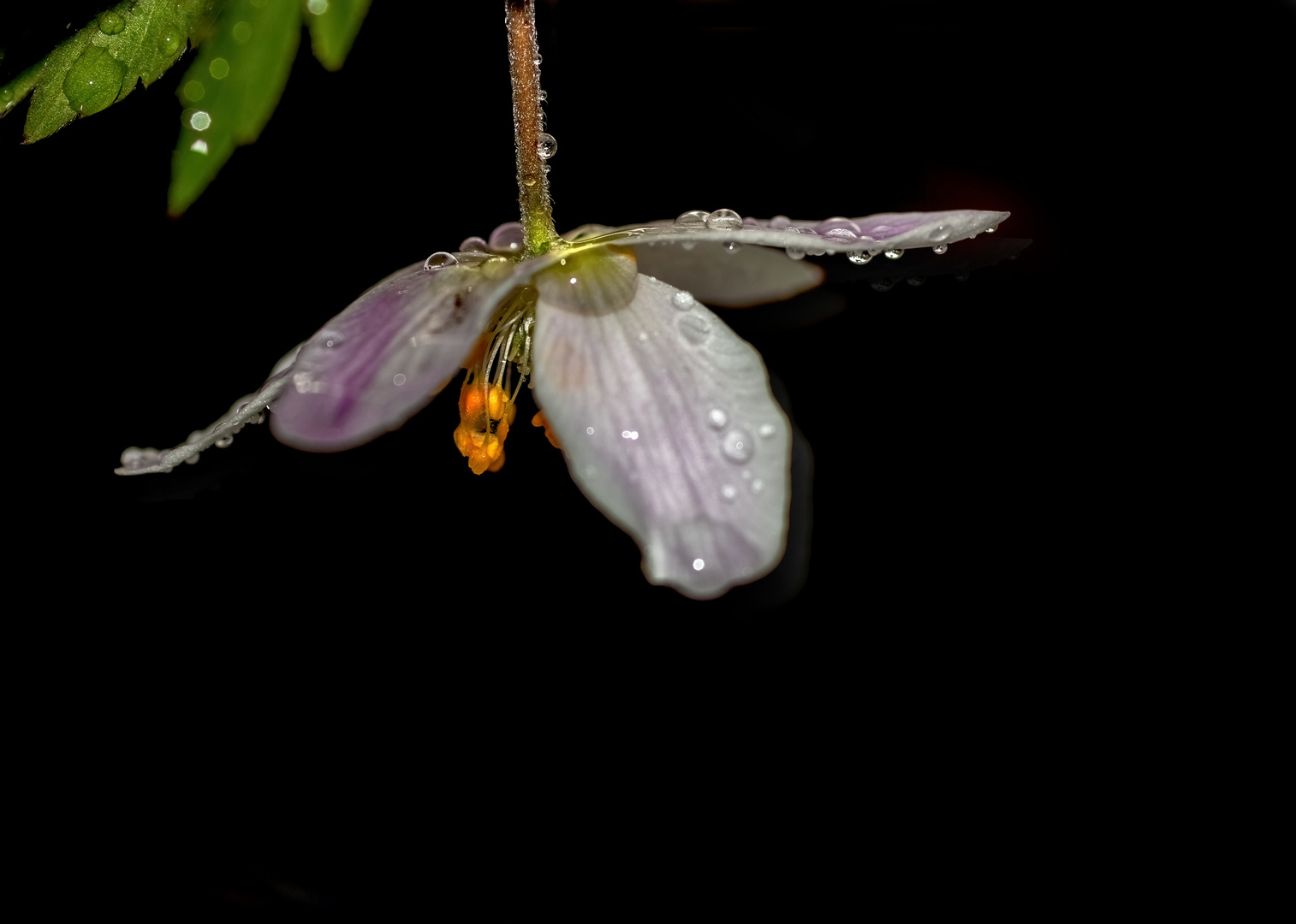 ein einsames Blümchen