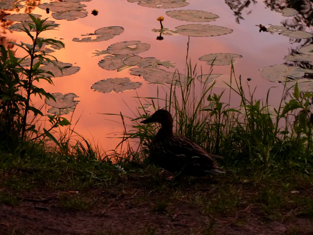 Ein einsames Entchen im Abendlicht am Pfefferteich in Salzwedel