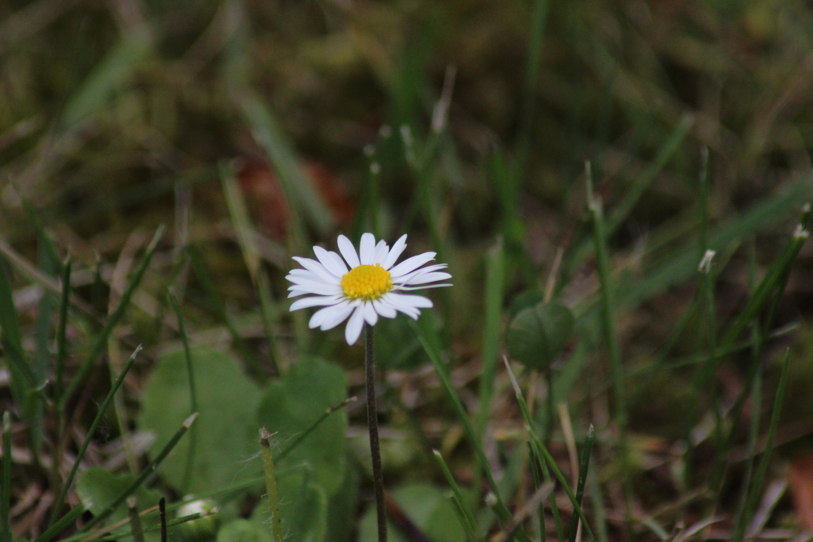 ein einsames Gänseblümchen