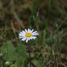 ein einsames Gänseblümchen