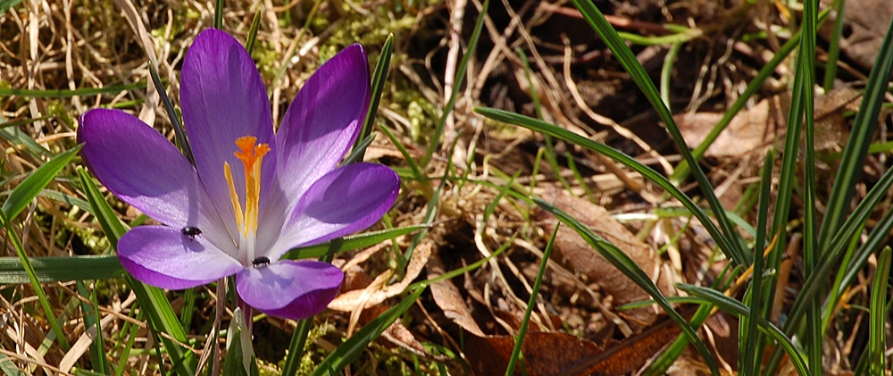 ein einsames Krokus...