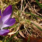 ein einsames Krokus...