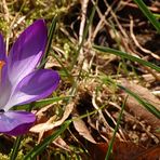 ein einsames Krokus...