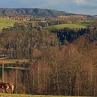 Ein einsames Pferd an der Elbe in der Sächsischen Schweiz...  .