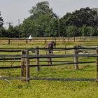 Ein einsames Pferd inmitten eines Zaun-Chaos