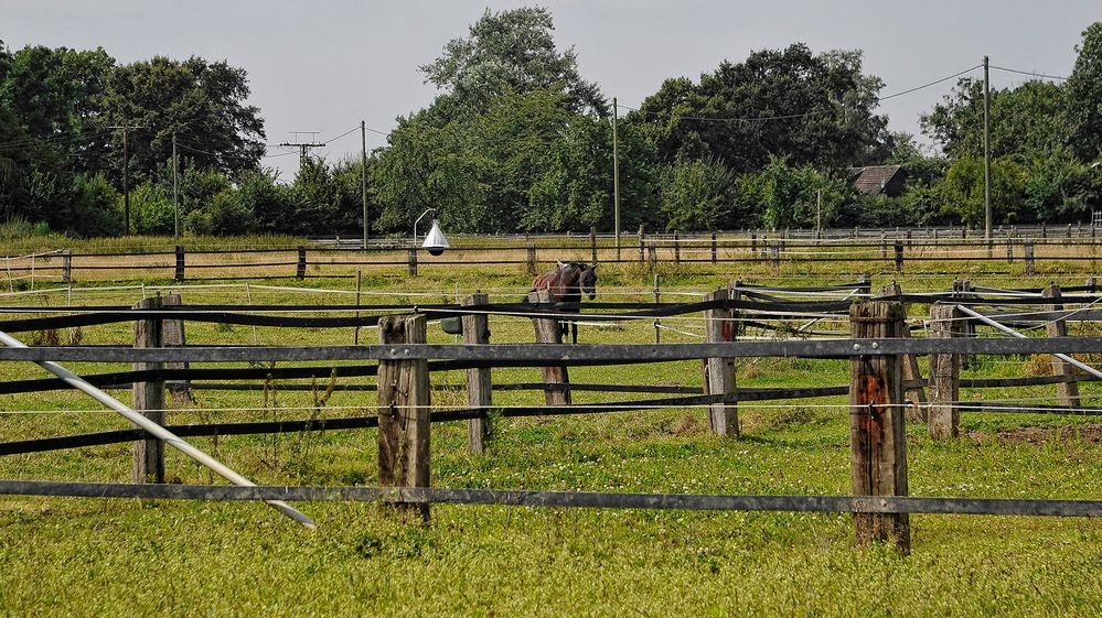 Ein einsames Pferd inmitten eines Zaun-Chaos