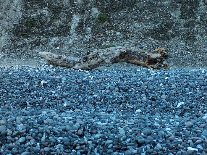 Ein einsames Strandholz