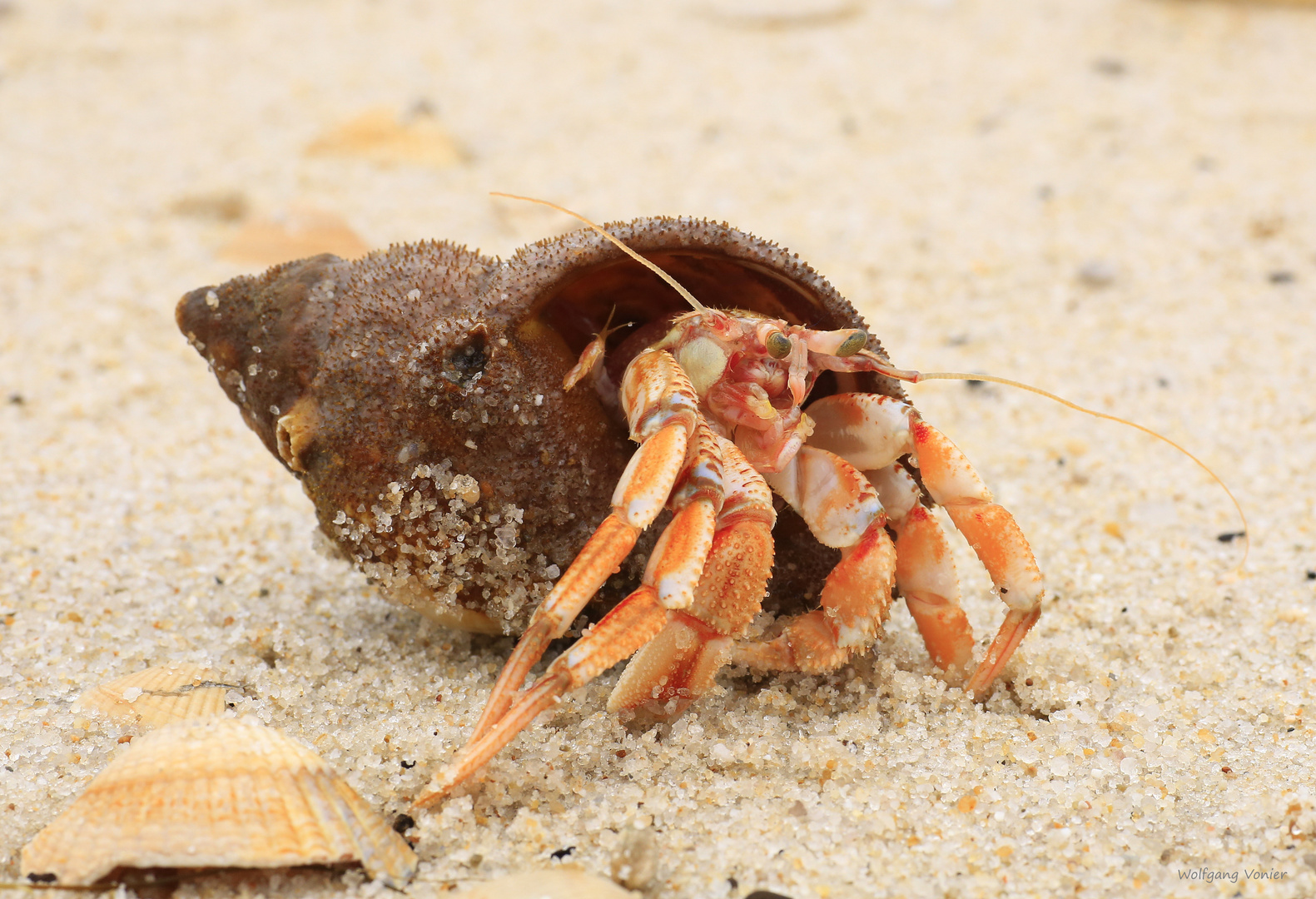 Ein Einsiedlerkrebs Foto & Bild nah & makro, tiere, wildlife Bilder