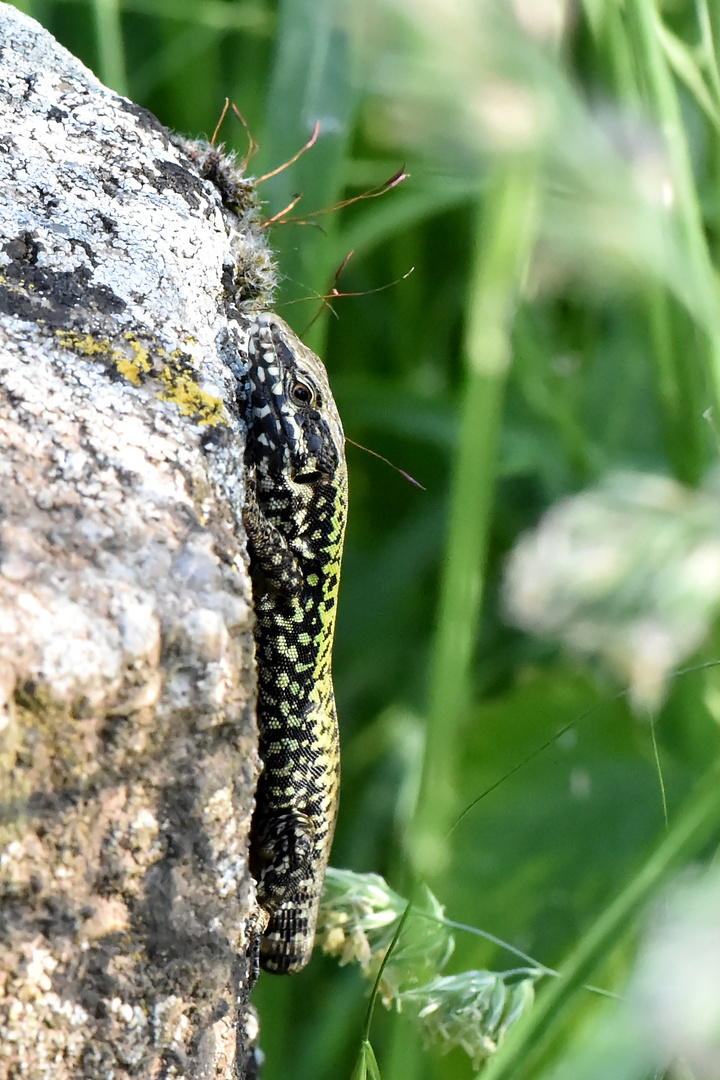 Ein Einwanderer