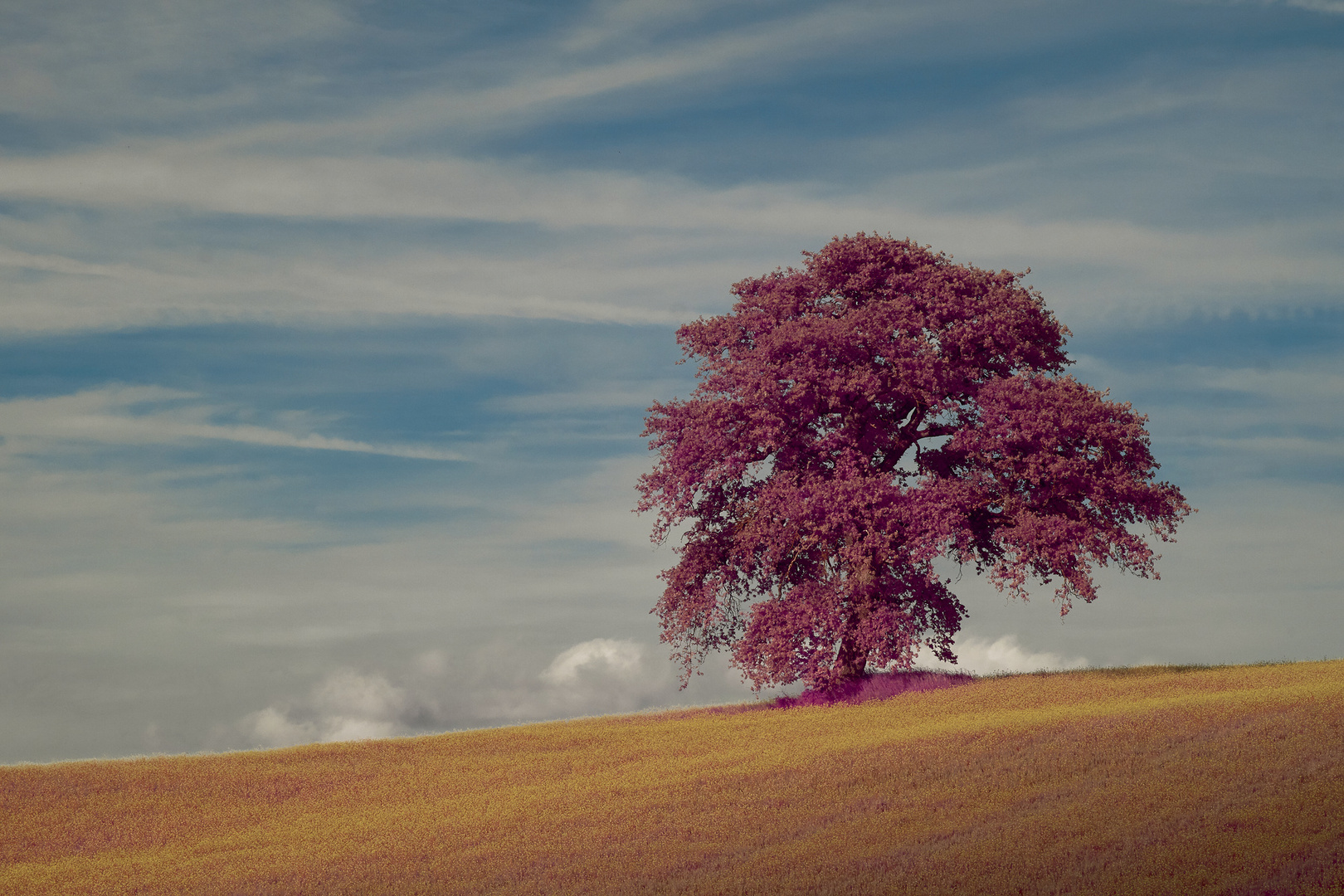 Ein einzelner Baum