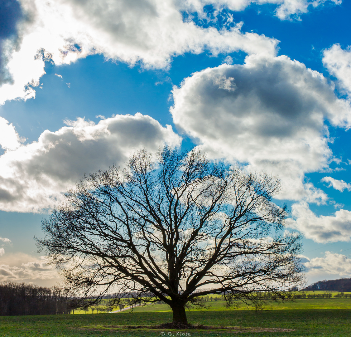 …ein einzelner Baum