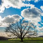 …ein einzelner Baum