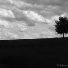 Ein einzelner Baum