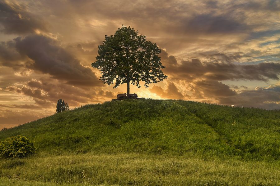 Ein einzelner Baum im Gras)