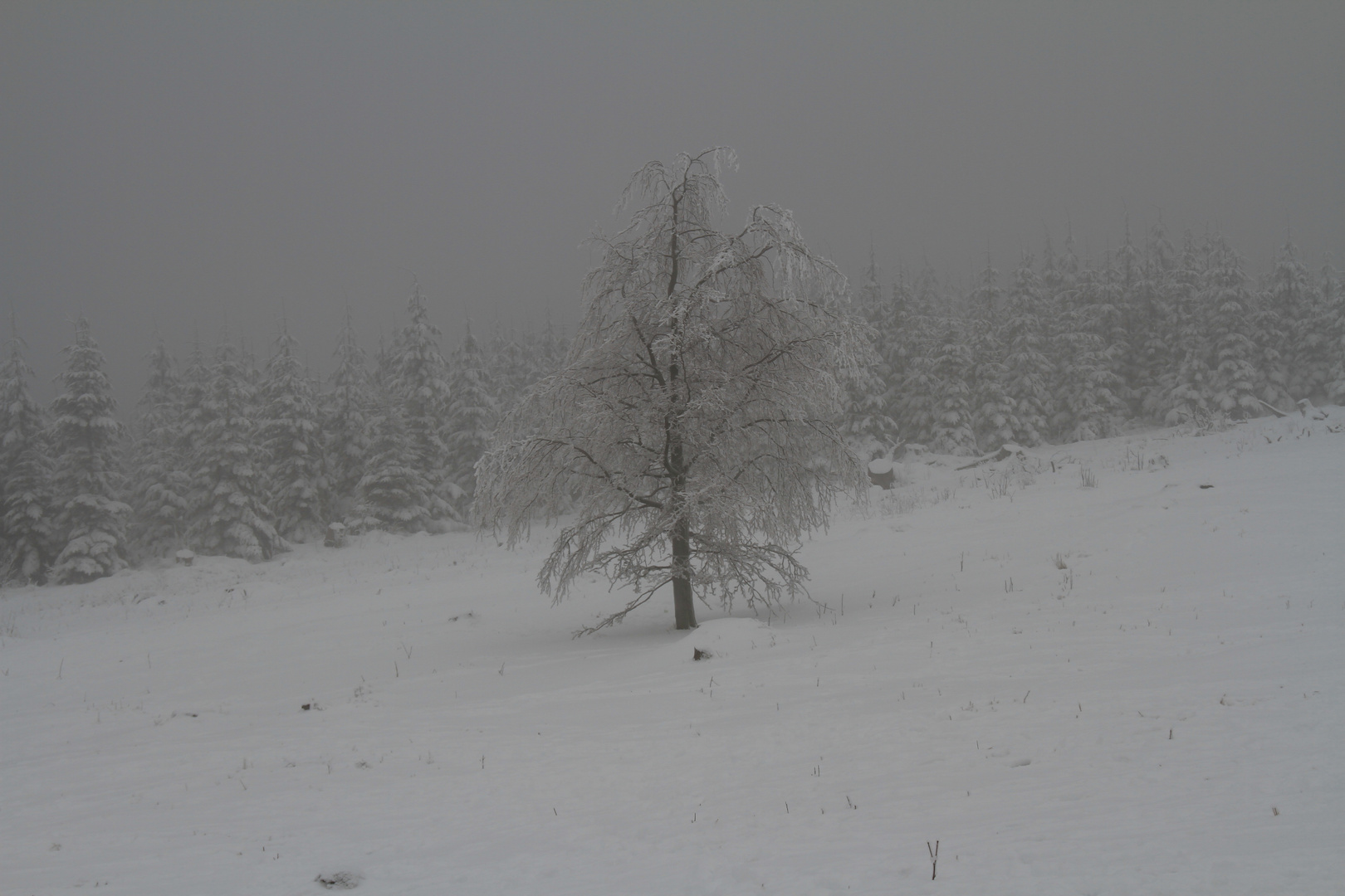 Ein einzelner Baum im Schnee