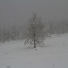 Ein einzelner Baum im Schnee