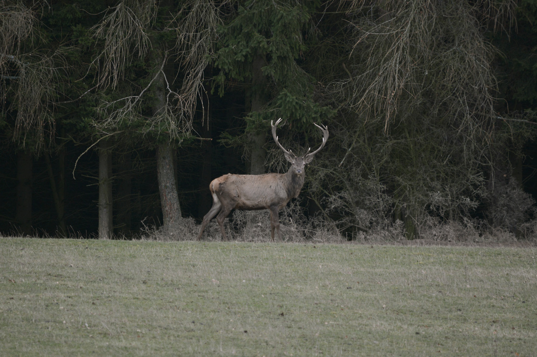 Ein einzelner starker Hirsch erschien kurz und verschwand sehr bald