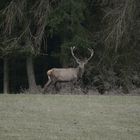 Ein einzelner starker Hirsch erschien kurz und verschwand sehr bald