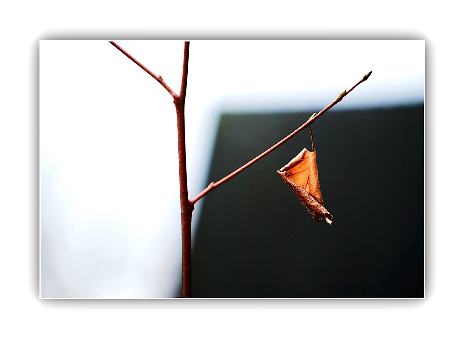 ein einzelnes Blatt