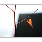 ein einzelnes Blatt