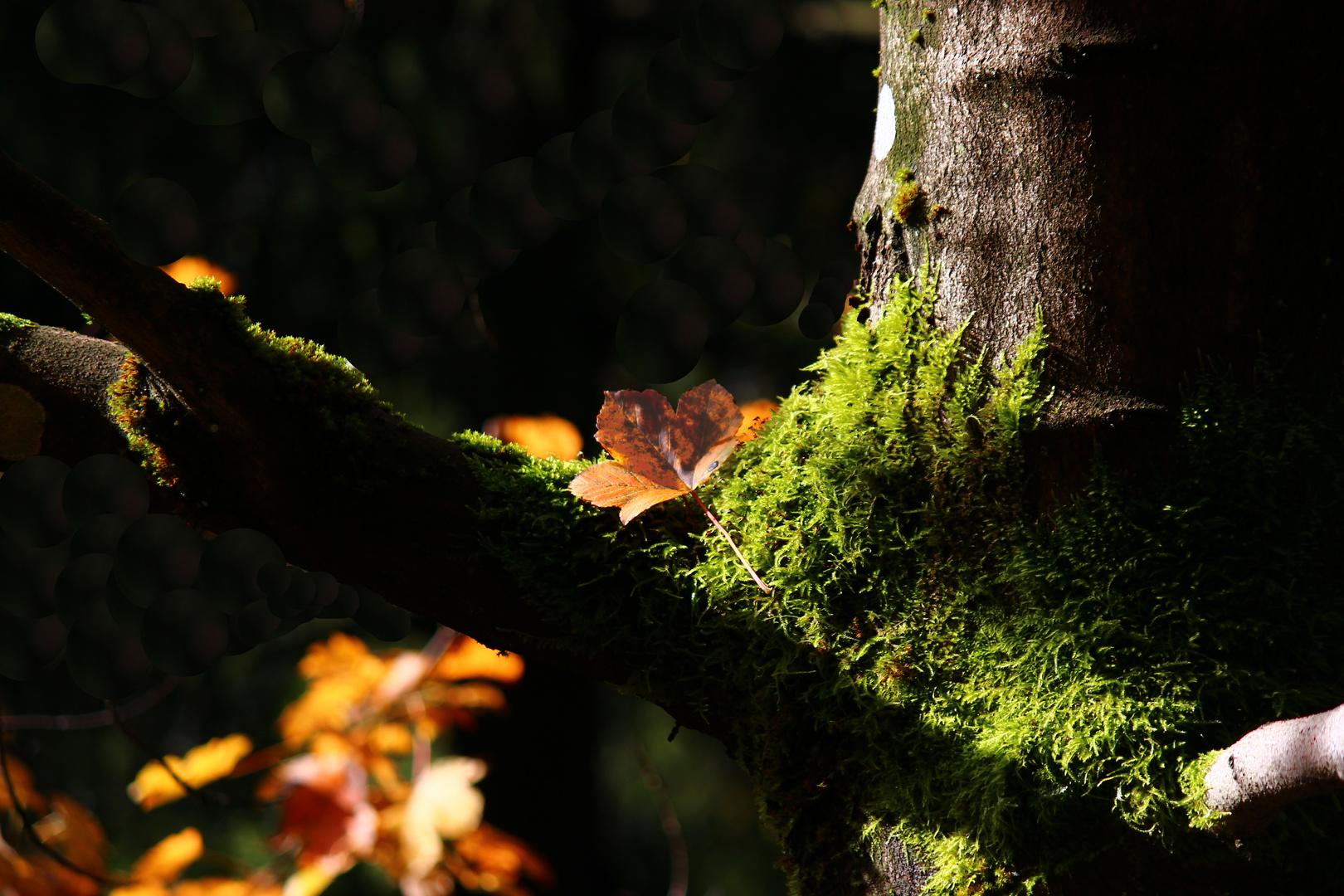 Ein einzelnes Blatt