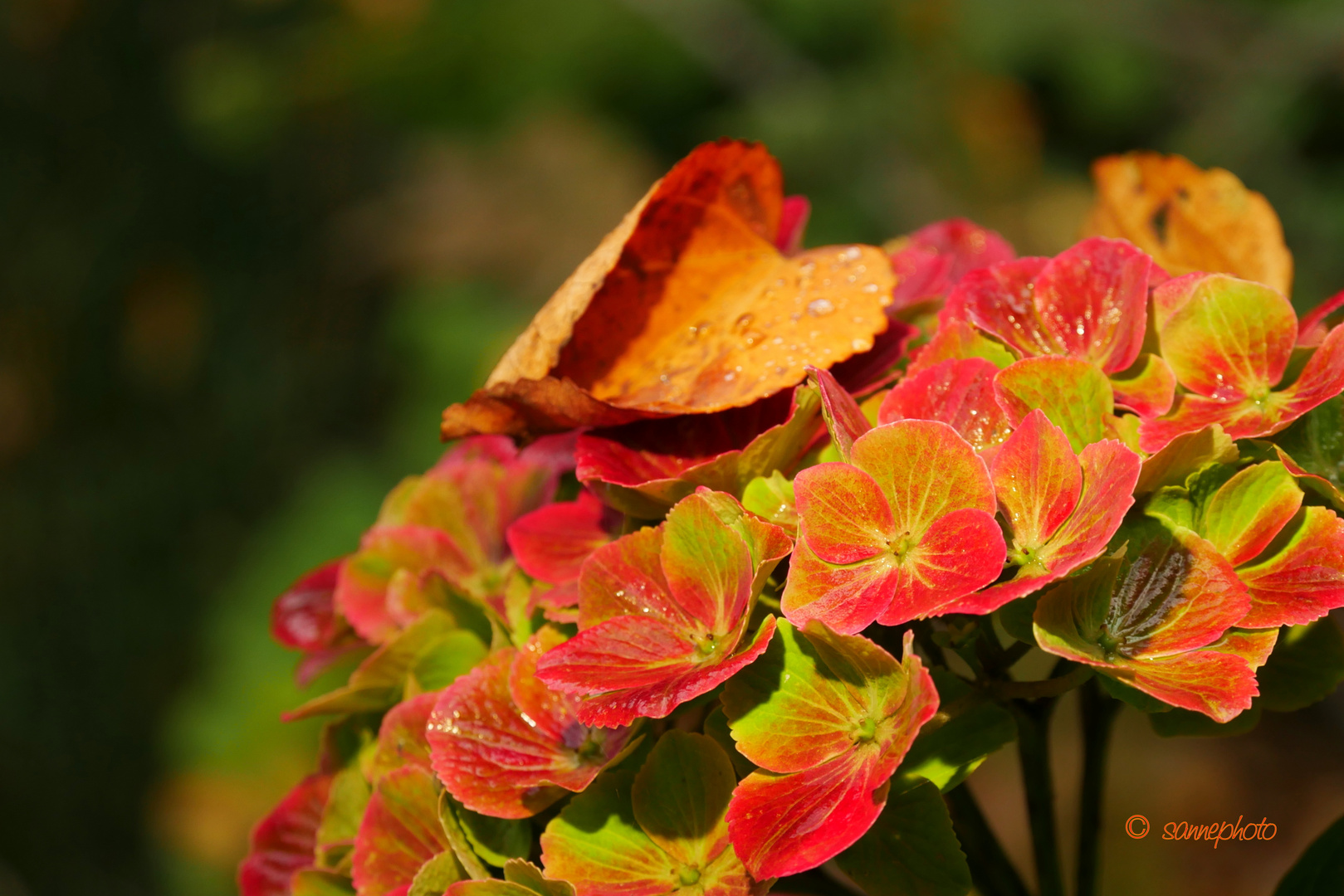 ein einzelnes Blatt