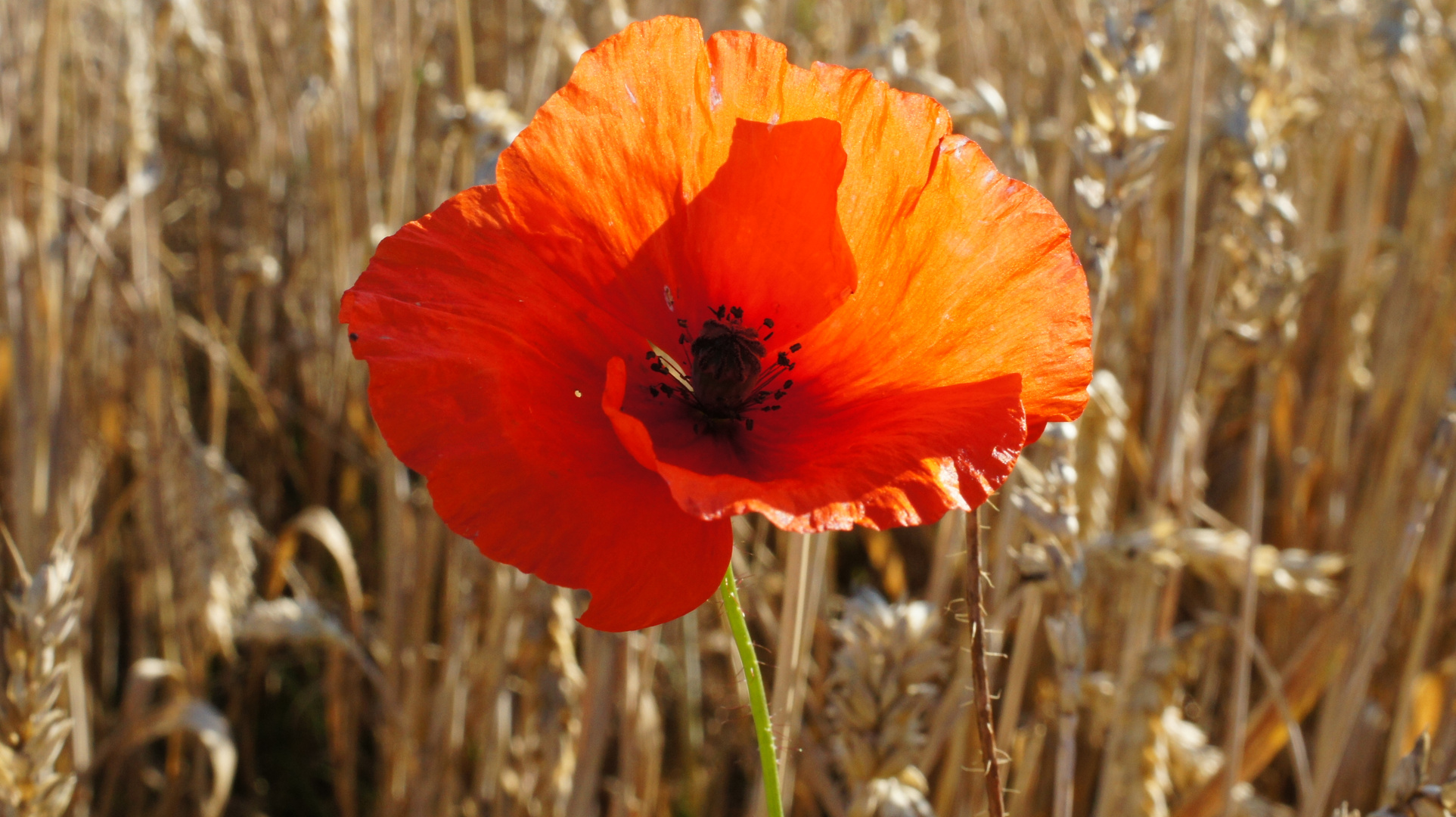 Ein einzelnes Mohnblümchen im Kornfeld