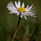 Ein einzelnes Tausendschön, fein anzusehn'