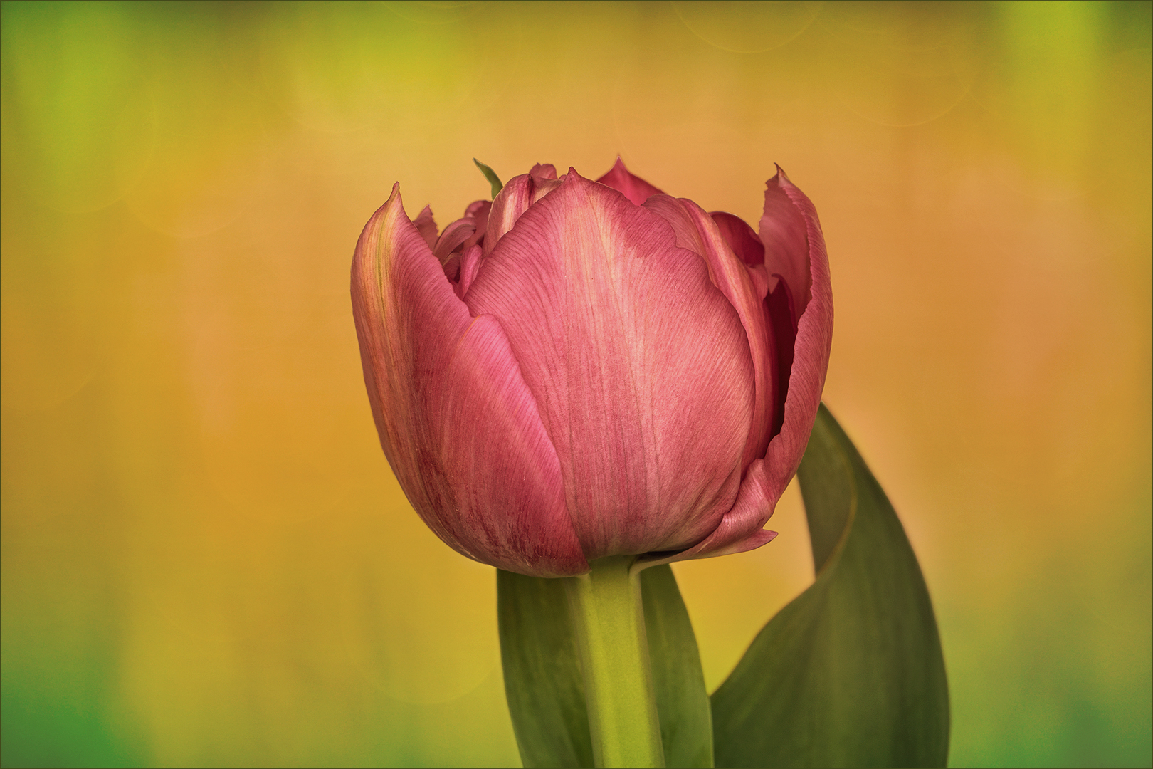 Ein Einzelstück - päonienblütige Tulpe...